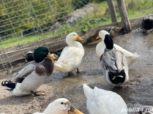 Vand rate de carne sau pentru reproducere crescute exclusiv cu iarba si cereale.  - imagine 2