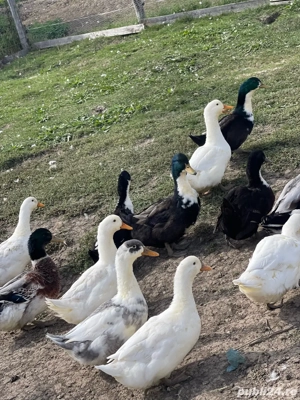 Vand rate de carne sau pentru reproducere crescute exclusiv cu iarba si cereale.  - imagine 4