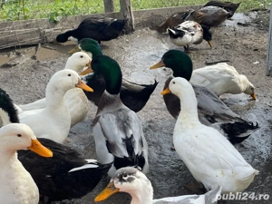 Vand rate de carne sau pentru reproducere crescute exclusiv cu iarba si cereale. 