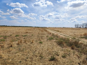 Vand teren 500mp -7000mp zona pădure lac Cornetu Ilfov - imagine 7