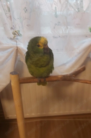 vand papagal amazon cu frunte albastra