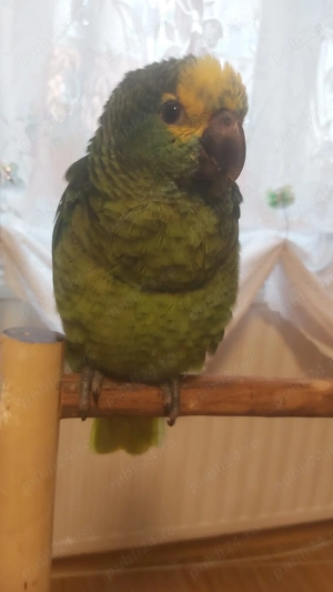 vand papagal amazon cu frunte albastra - imagine 3