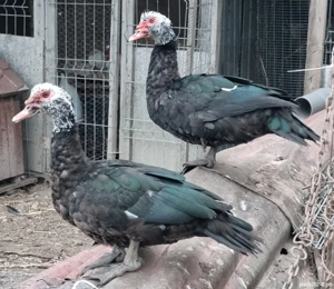 ratoi lesesti negri cu cap alb (linie de expoziție)