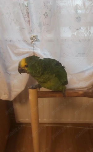 vand papagal amazon cu frunte albastra - imagine 2