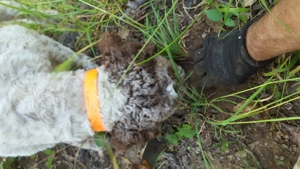 Lagotto Romagnollo pentru trufe