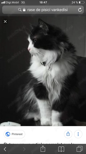 Pisicute rasă turceasca Vankedisi 