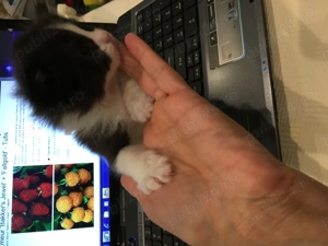 Pisicute rasă turceasca Vankedisi  - imagine 2 Pisicute rasă turceasca Vankedisi  - imagine 2