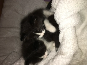 Pisicute rasă turceasca Vankedisi  - imagine 4 Pisicute rasă turceasca Vankedisi  - imagine 4