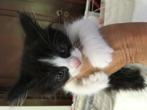 Pisicute rasă turceasca Vankedisi  - imagine 3 Pisicute rasă turceasca Vankedisi  - imagine 3