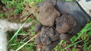 Lagotto Romagnollo pentru trufe - imagine 3