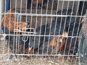 pui de găină țărănească