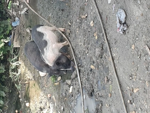 Vand 2 vietnamezi un vierusi si o purcea  - imagine 2