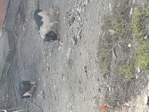 Vand 2 vietnamezi un vierusi si o purcea 