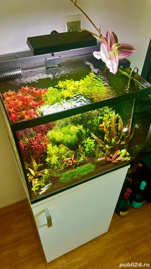 Vand Acvariu complet accesorizat