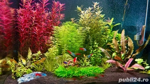 Vand Acvariu complet accesorizat - imagine 2