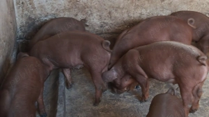 Purcei duroc rasa pura