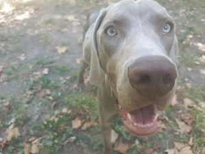 Weimaraner 1 an - imagine 4