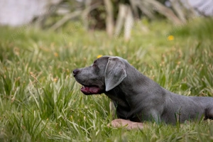 Weimaraner 1 an - imagine 2