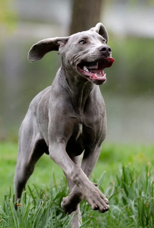 Weimaraner 1 an - imagine 3