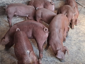 Purcei duroc rasa pura - imagine 3