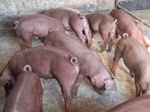 Purcei duroc rasa pura - imagine 4