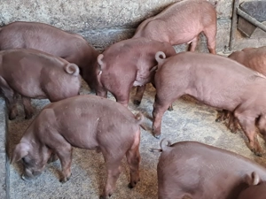 Purcei duroc rasa pura - imagine 5