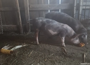 Disponibile 2 scrofițe