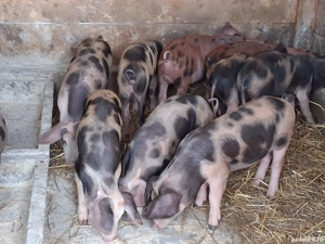 vând 10 purcei de 10 săptămâni 