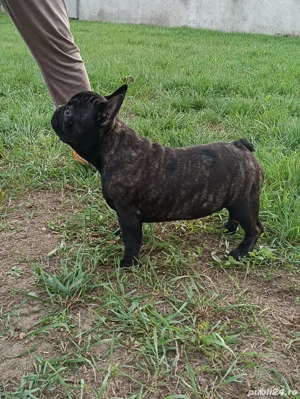 catelus Bulldog Francez cu pedigreu tip a