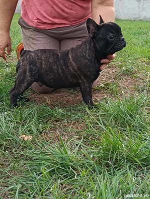 catelus Bulldog Francez cu pedigreu tip a - imagine 2