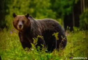 Caut loc de muncă în tîrgoviște