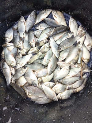 Caras viu de vinzare