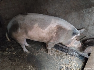 Vând 2 porci - imagine 5 Vând 2 porci - imagine 5
