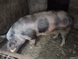 Vând 2 porci - imagine 4 Vând 2 porci - imagine 4