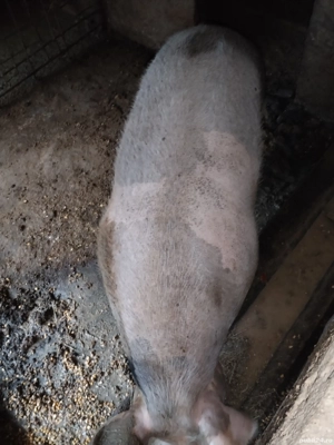 Vând 2 porci - imagine 3 Vând 2 porci - imagine 3