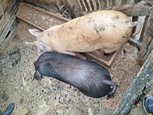 Vând 1 godinasi la alegere  - imagine 2 Vând 1 godinasi la alegere  - imagine 2