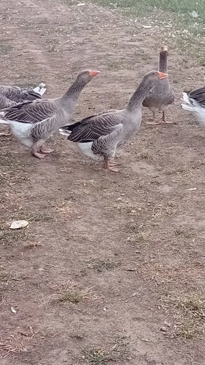 Vând gâște.    . .