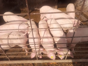 Anunț!Grăsuni de vânzare!