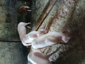 Vând purcei    - imagine 2