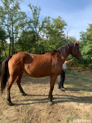 vand iapa cu manz - imagine 5