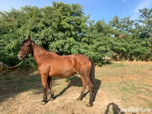 vand iapa cu manz - imagine 3