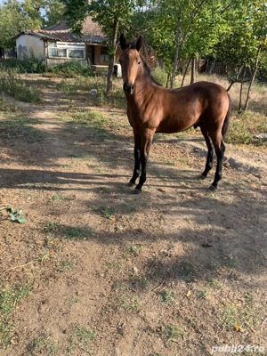 vand iapa cu manz - imagine 2