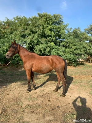 vand iapa cu manz - imagine 4