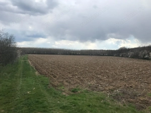 Teren intravilan langa padurea Snagov 7500mp - imagine 3