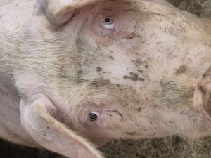 Vier de monta 100 -120 KG 