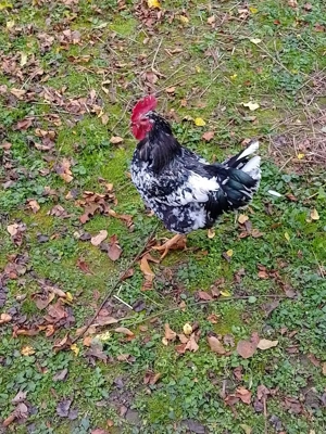 Găini pita pinta Asturiana - imagine 5