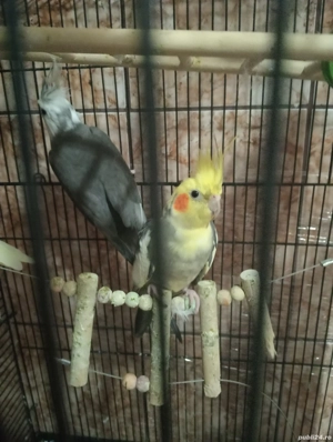 Nimfe blînde - imagine 3