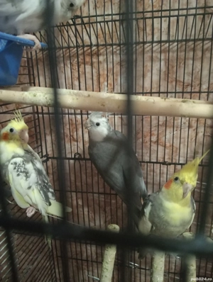 Nimfe blînde - imagine 2