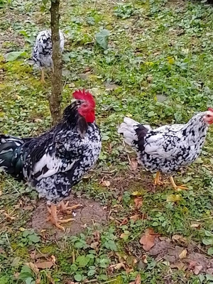 Găini pita pinta Asturiana