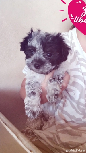 Vând Bichon havanez - imagine 2